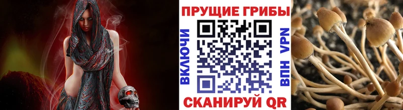 Галлюциногенные грибы Psilocybine cubensis Карабаново